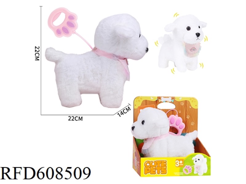 WALKING BICHON FRISE ON A WIRE LEASH