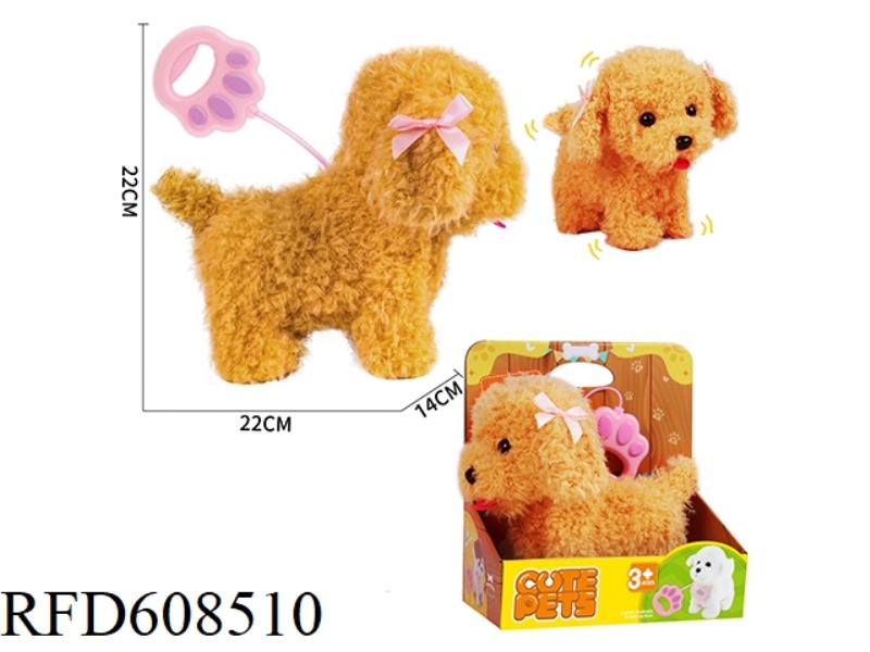 FEMALE TEDDY DOG WALKING ON A WIRE LEASH