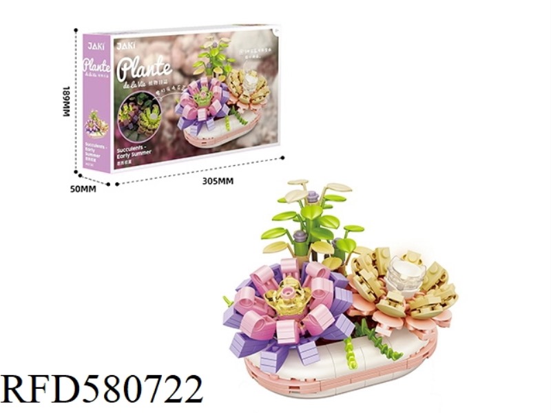 282PCS IN EARLY SUMMER
SUCCULENT PLANT.