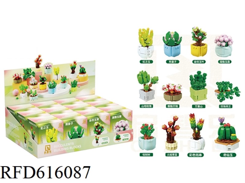 12 SUCCULENTS