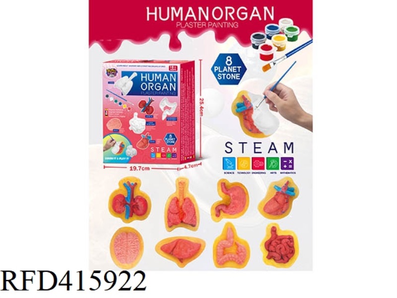 PLASTER PAINTING-HUMAN ORGANS