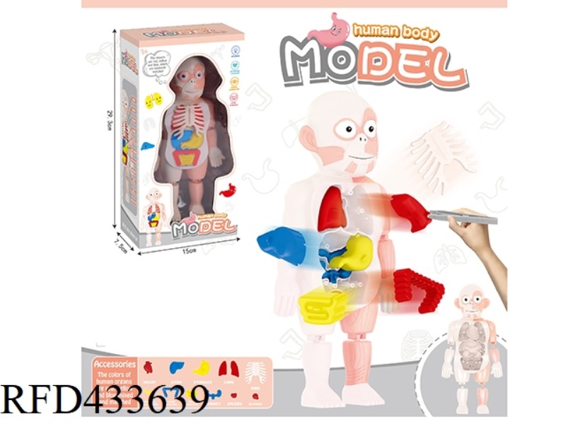 HUMAN BODY MODEL