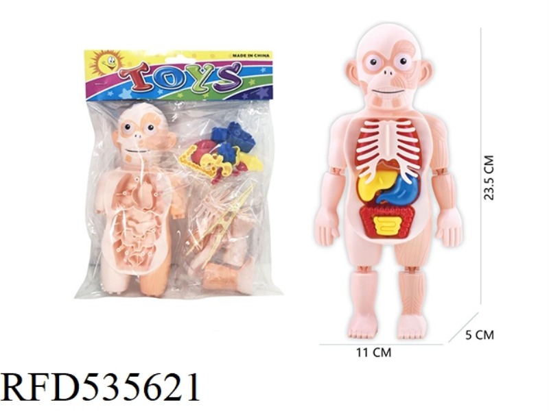 HUMAN BODY