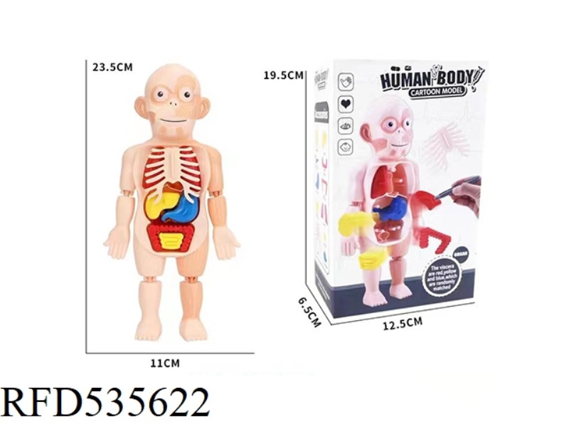 HUMAN ORGAN MODEL