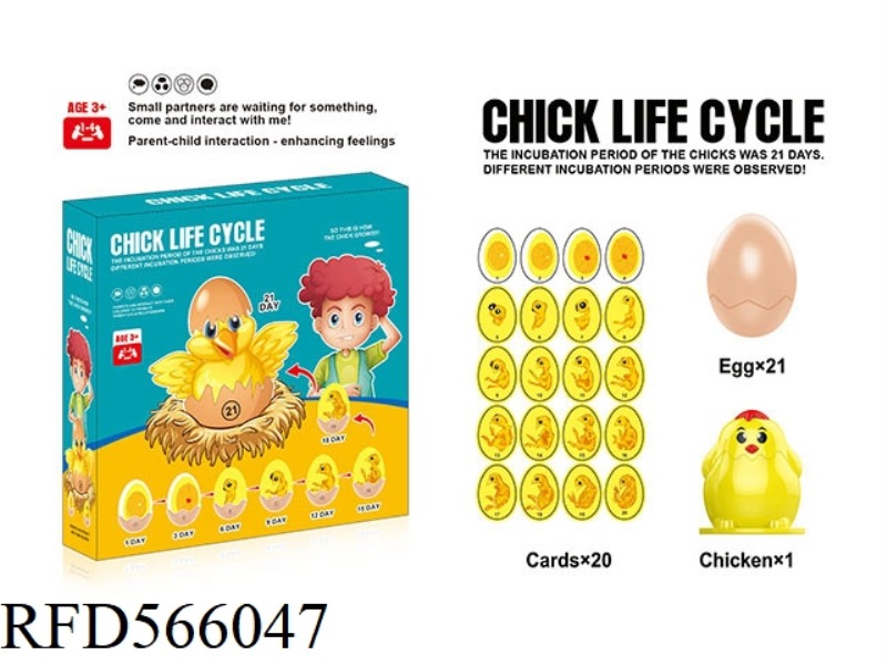 CHICK LIFE CYCLE