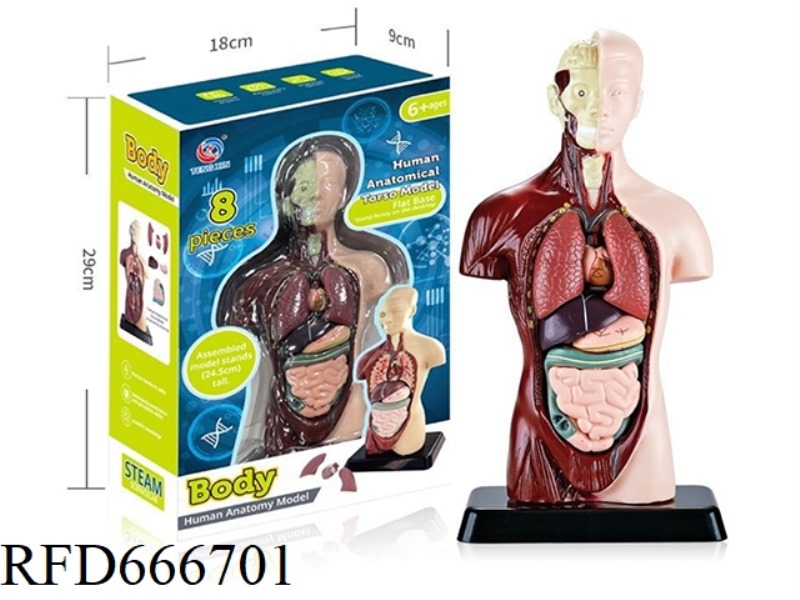 HUMAN BODY MODEL