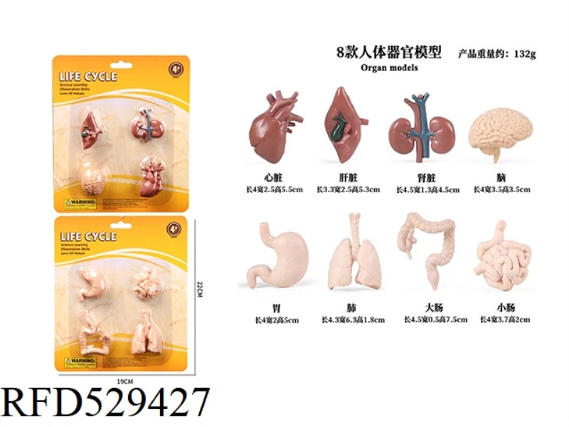 HUMAN ORGAN MODEL