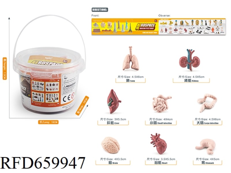 HUMAN ORGAN SET