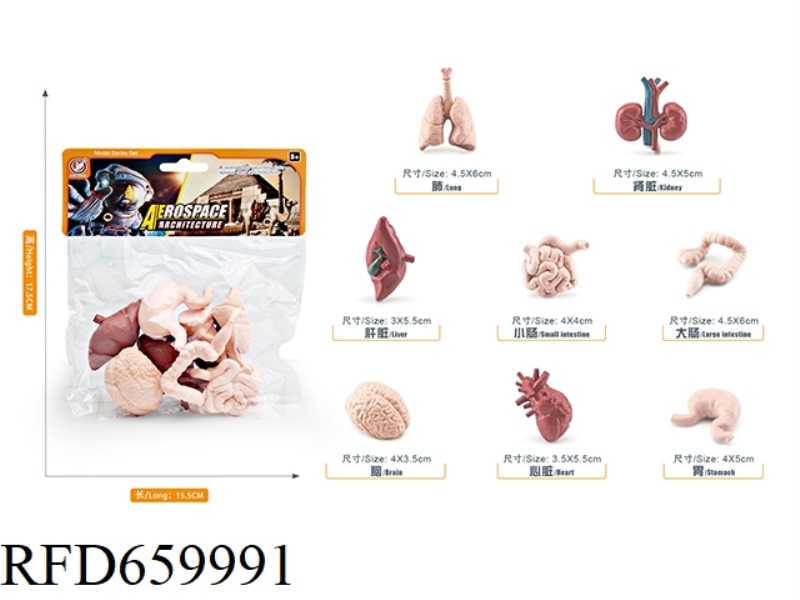 HUMAN ORGAN SET