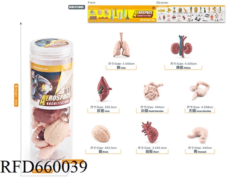 HUMAN ORGAN SET