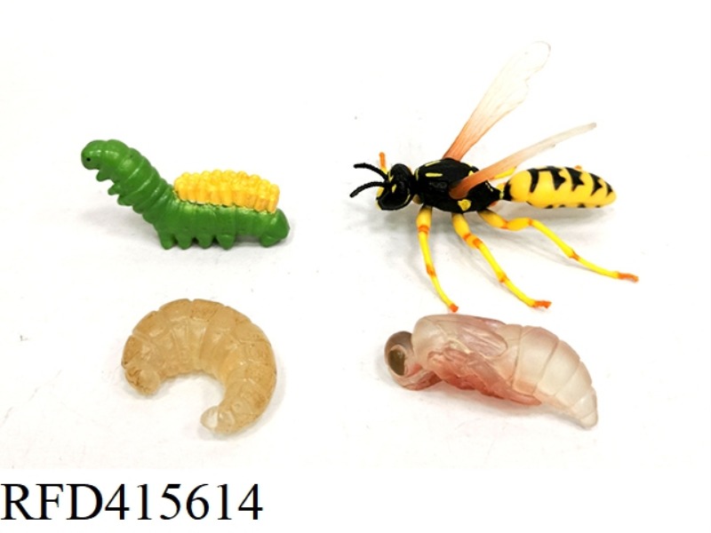HORNET GROWTH CYCLE