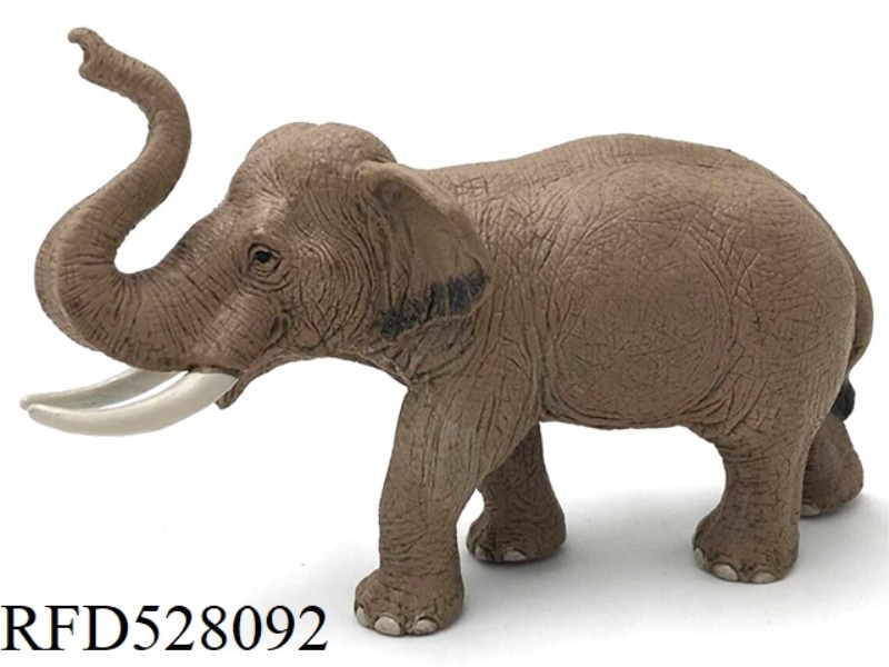 MALE ASIAN ELEPHANT