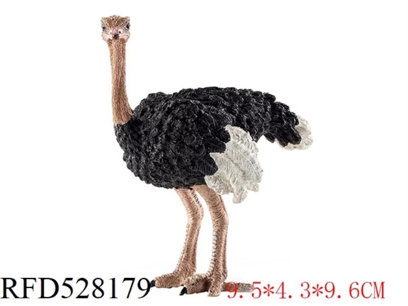 MALE OSTRICH