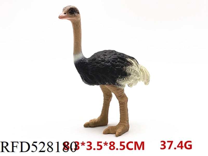 FEMALE OSTRICH
