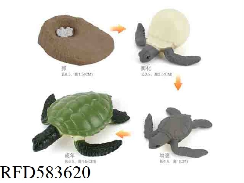 GROWTH CYCLE OF GREEN TURTLE