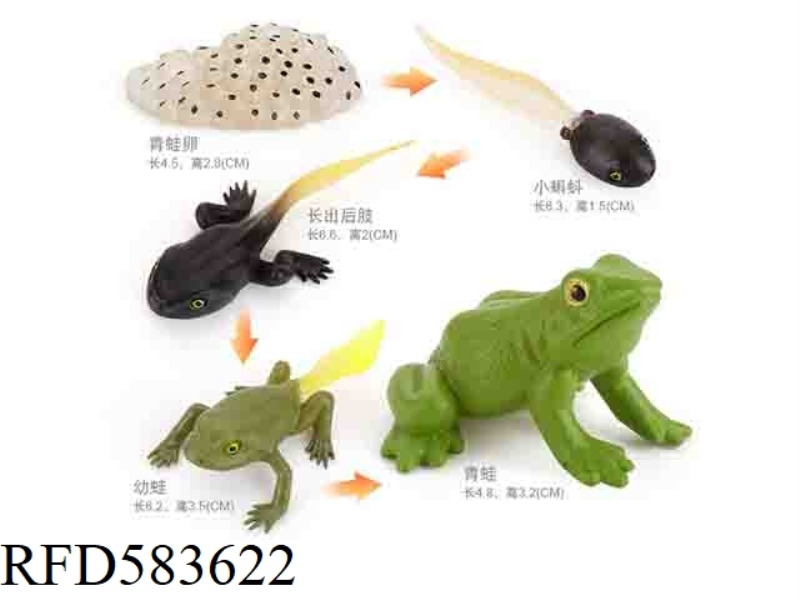FROG GROWTH CYCLE