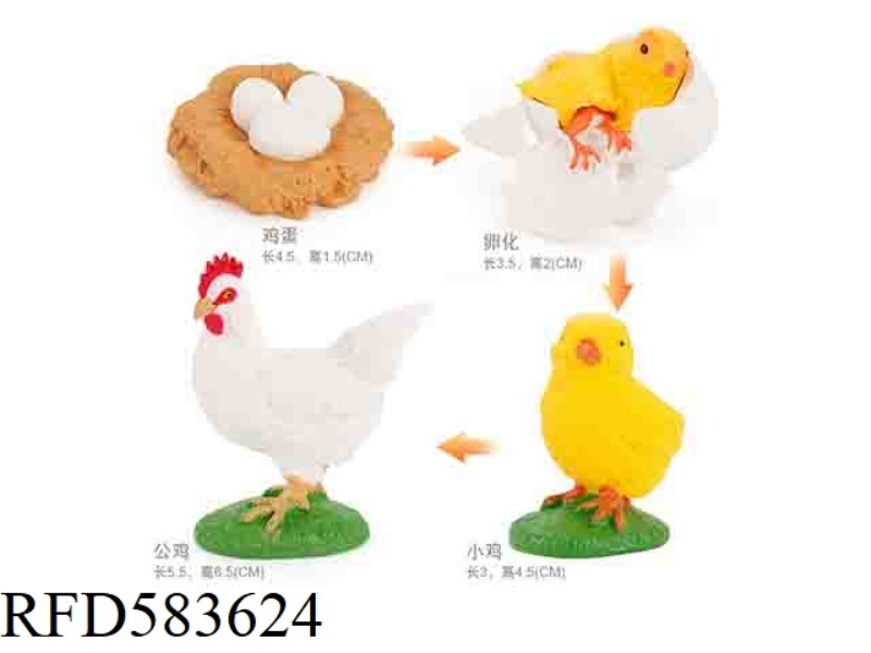 CHICKEN GROWTH CYCLE