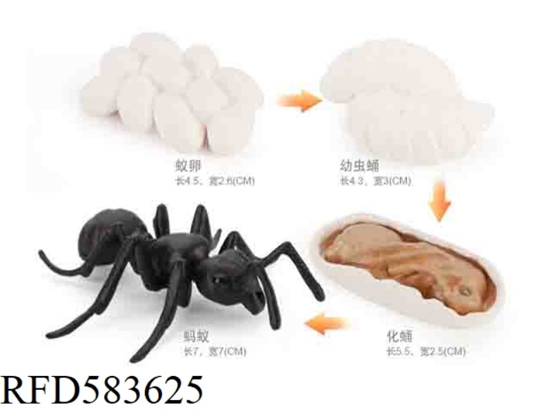 ANT GROWTH CYCLE