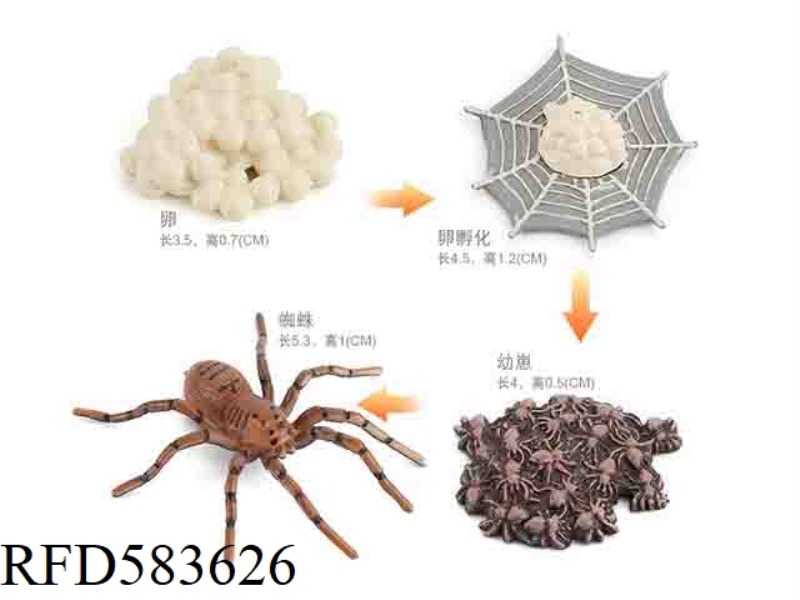 SPIDER GROWTH CYCLE