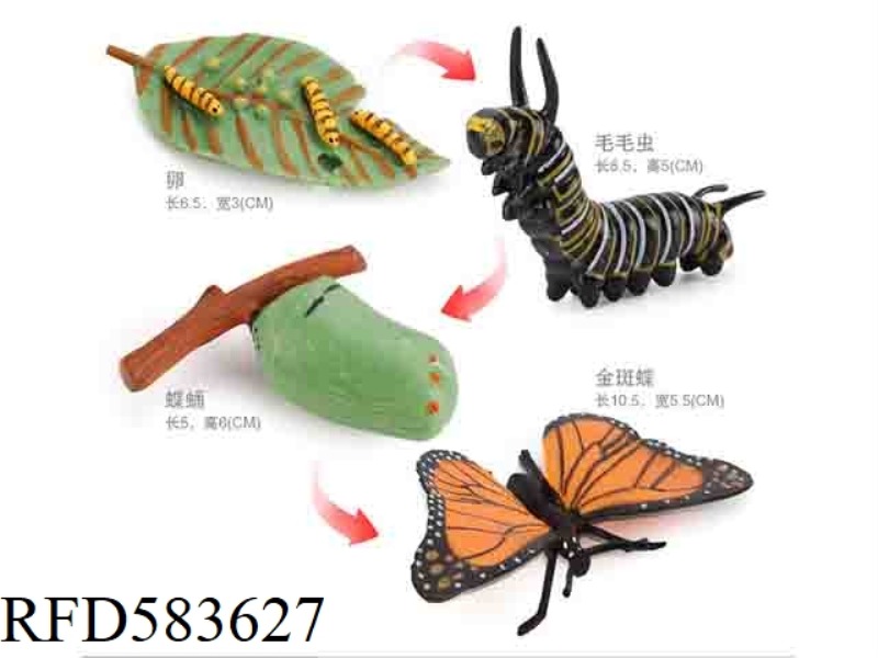 BUTTERFLY GROWTH CYCLE