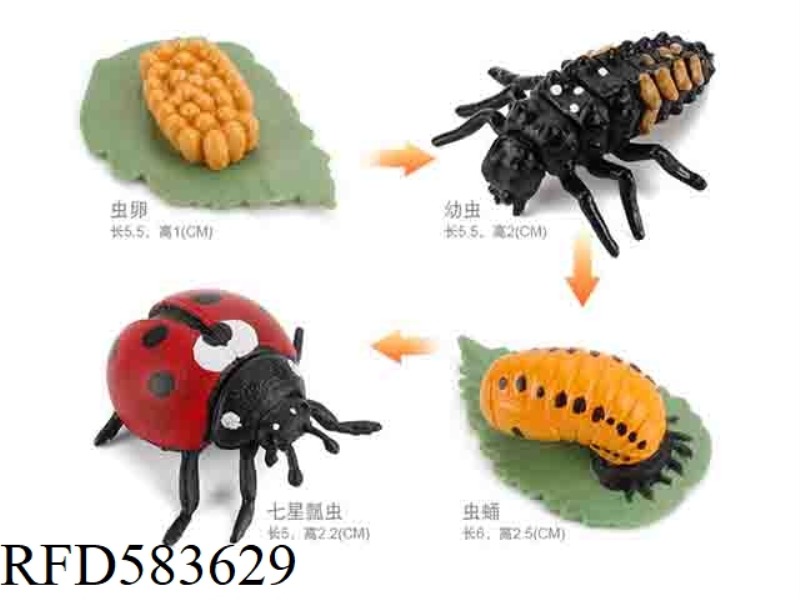GROWTH CYCLE OF LADYBUG