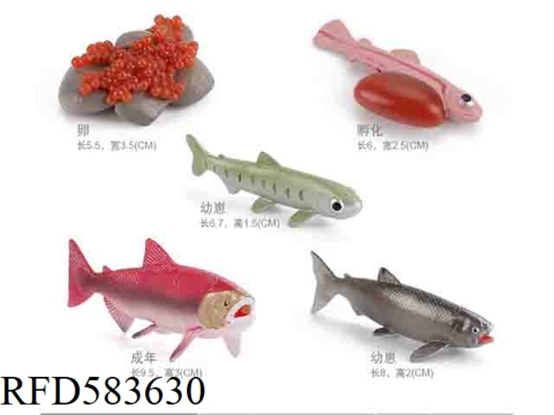 SALMON GROWTH CYCLE