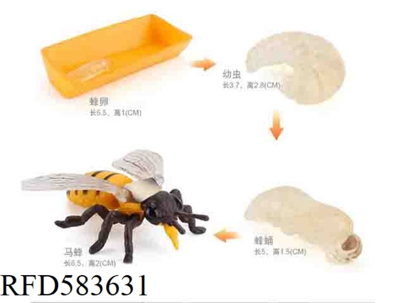 WASP GROWTH CYCLE