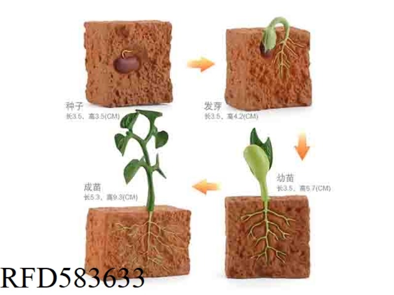GROWTH CYCLE OF BEAN SPROUTS