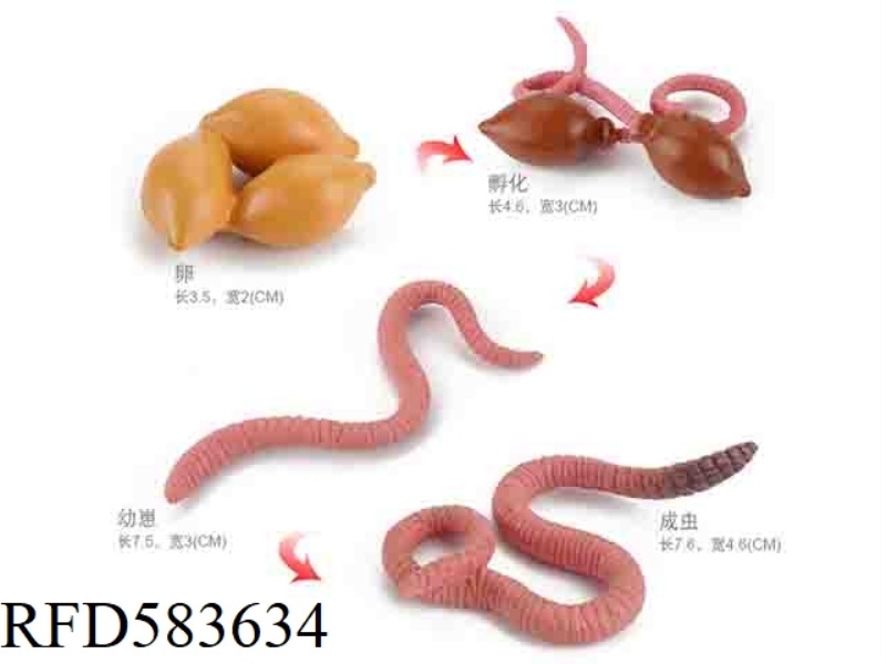 GROWTH CYCLE OF EARTHWORM