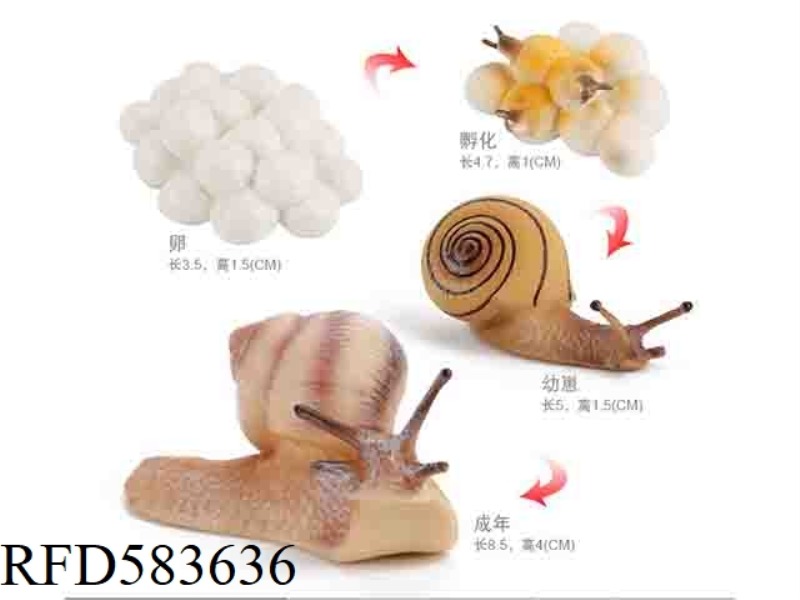 SNAIL GROWTH CYCLE 2