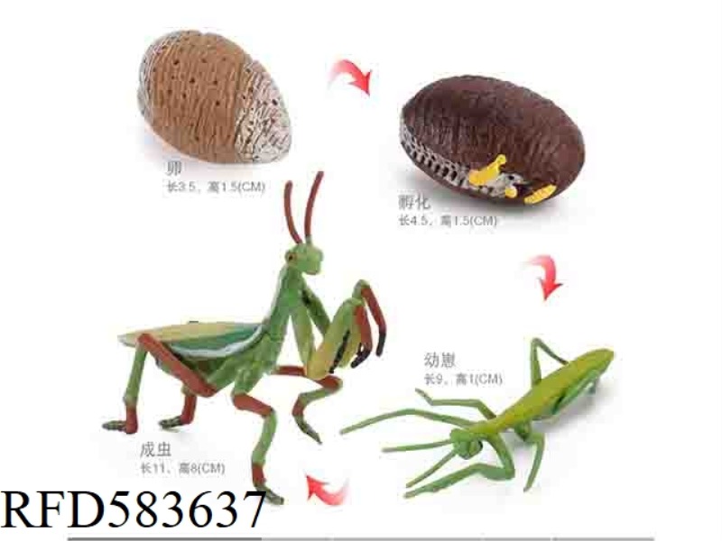 MANTIS GROWTH CYCLE
