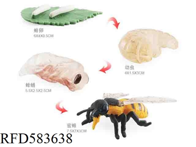 NEW BEE GROWTH CYCLE