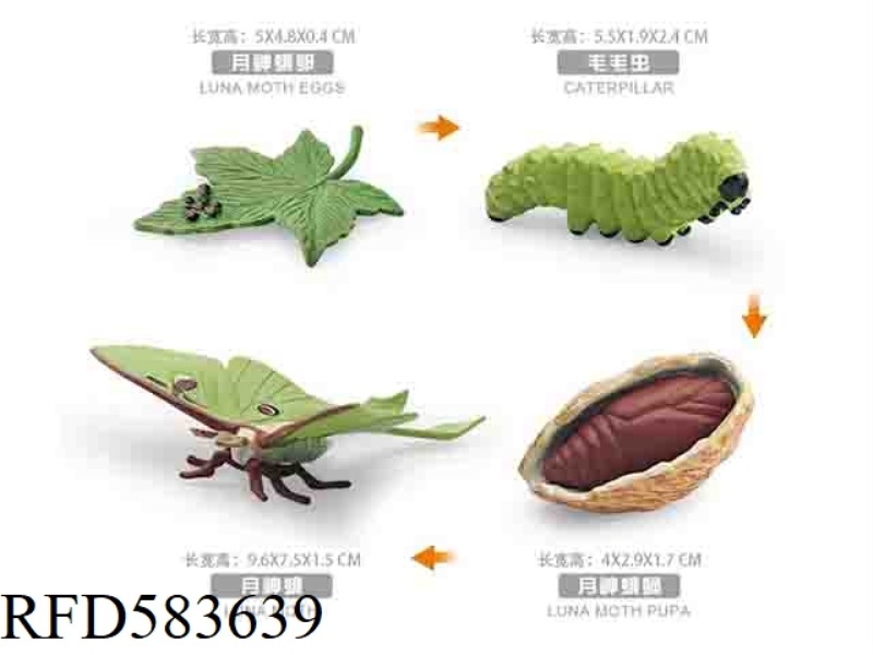 GROWTH CYCLE OF LUNA