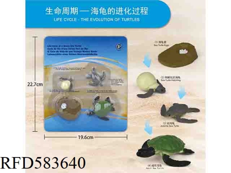 GROWTH CYCLE OF GREEN TURTLE