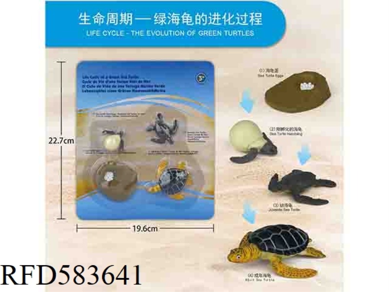 TURTLE GROWTH CYCLE