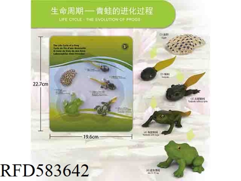 FROG GROWTH CYCLE