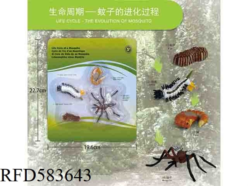 MOSQUITO GROWTH CYCLE