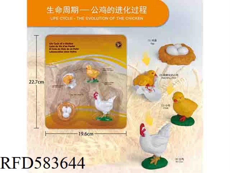 ROOSTER GROWTH CYCLE