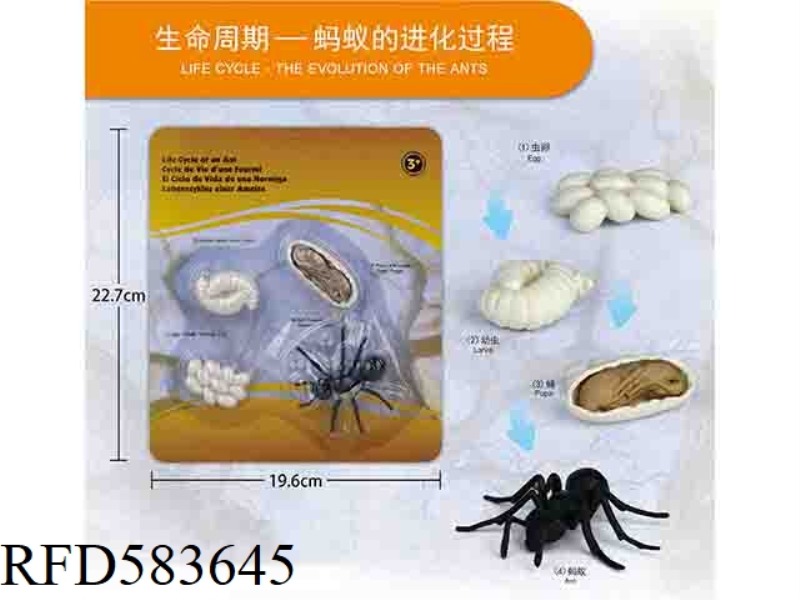 ANT GROWTH CYCLE