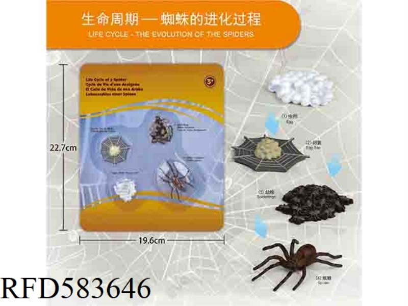 SPIDER GROWTH CYCLE