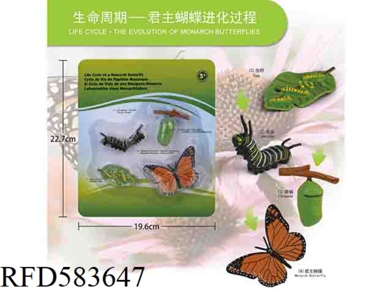 BUTTERFLY GROWTH CYCLE