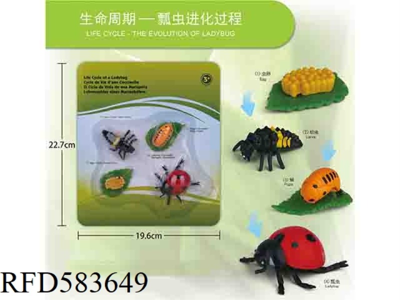 GROWTH CYCLE OF LADYBUG