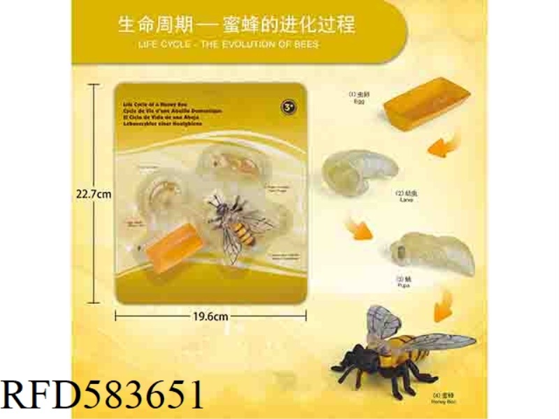 WASP GROWTH CYCLE
