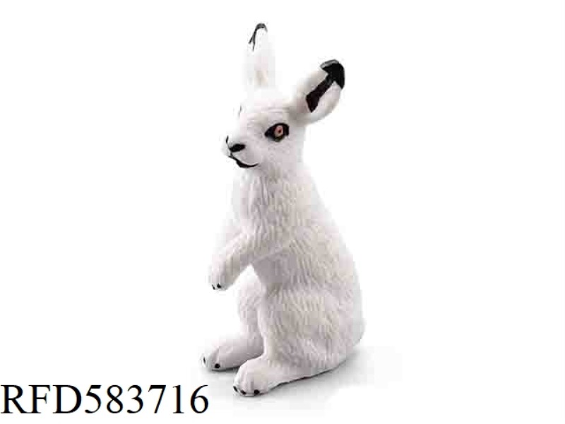 RABBIT