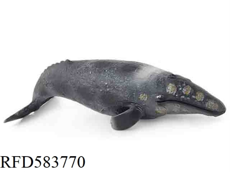 GREY WHALE