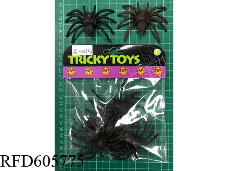 THE FLATBELLY SPIDER IS THE BIGGEST