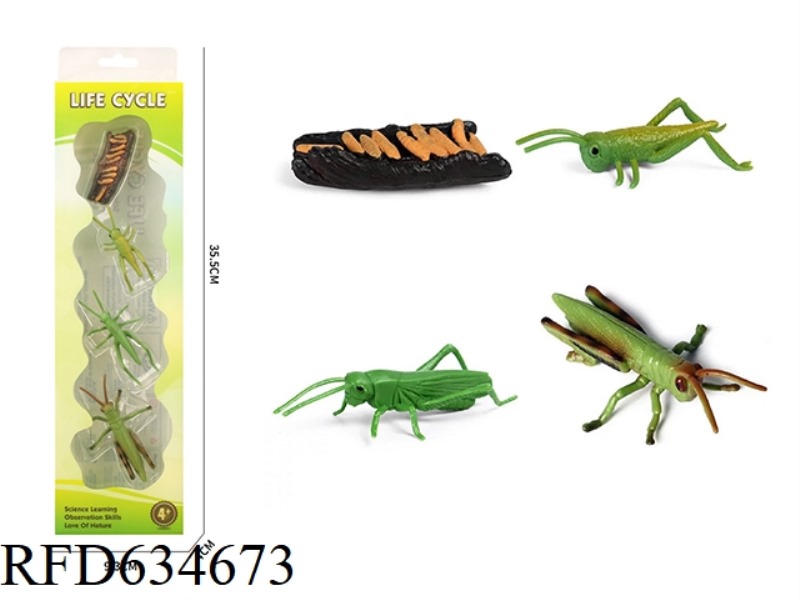 GRASSHOPPER GROWTH CYCLE