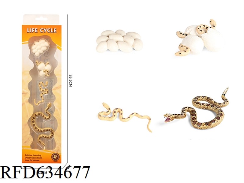 RATTLESNAKE GROWTH CYCLE