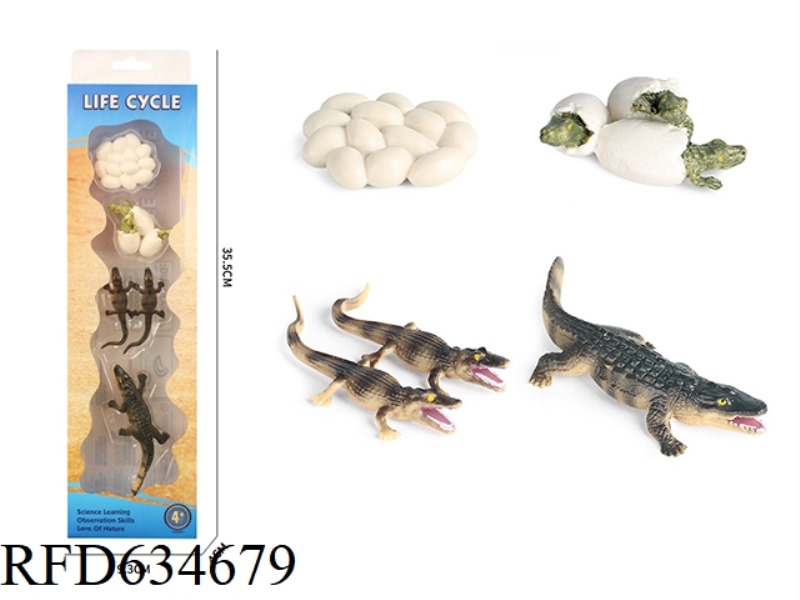 CROCODILE GROWTH CYCLE A