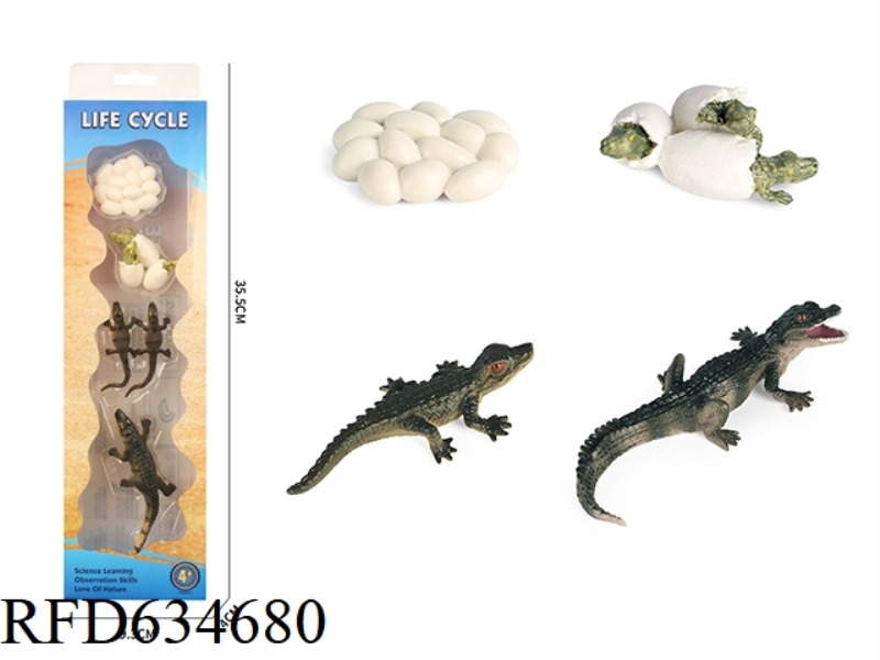 CROCODILE GROWTH CYCLE B